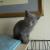 Russian Blue Female Kittens able to be Registered