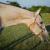 Beautiful 2012 Grey AQHA Mare For Sale - Amazing Temperment