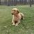 CKC FOX RED LABRADOR RETRIEVER PURE BRED PUPPIES TWO MALES