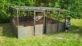 Animal Enclosure, Chickens, Poultry, Dogs